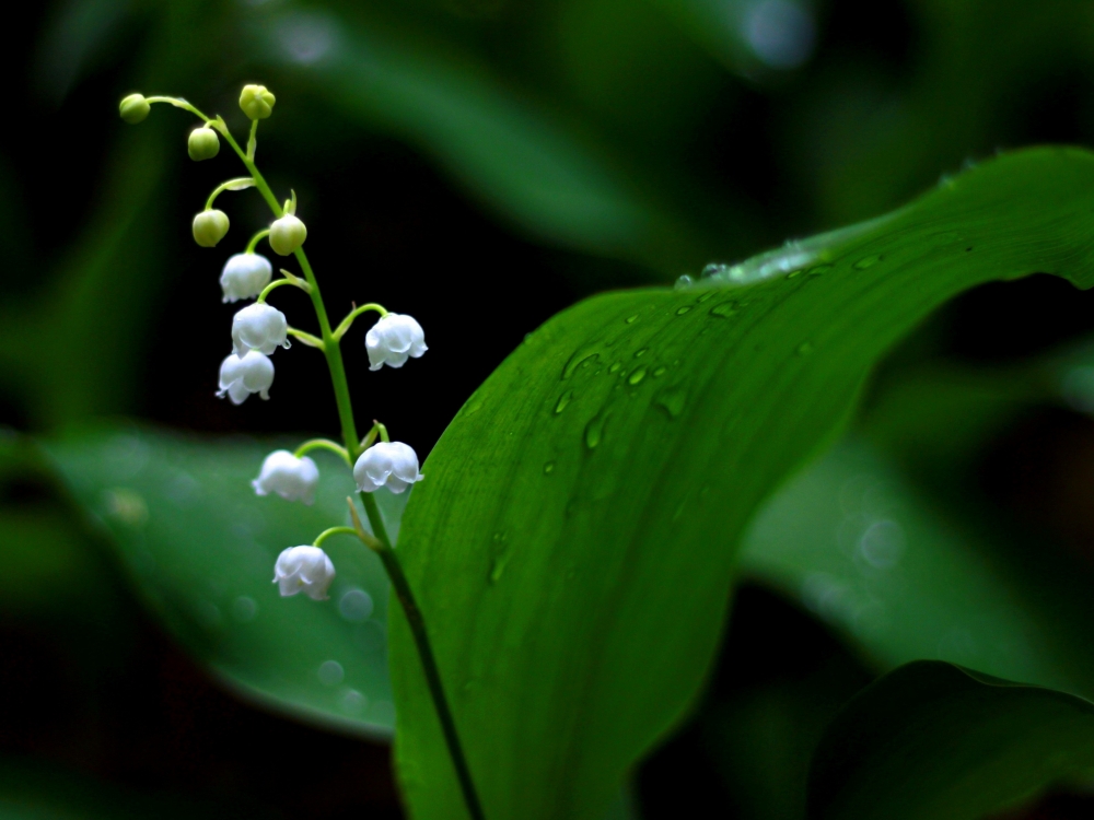 Обои с ландышами , фото 23 Обои с ландышами , фото 23