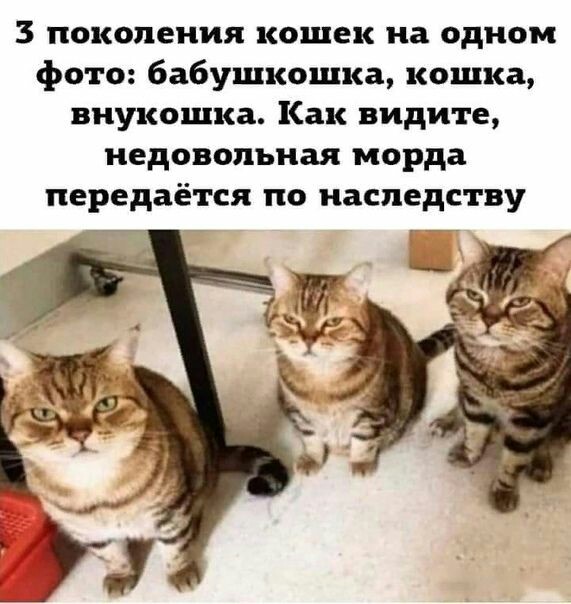 Настроение КОШКИ!, фото 4 Настроение КОШКИ!, фото 4