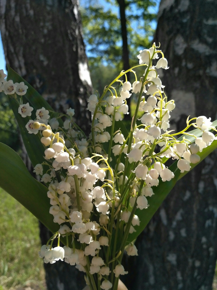 Обои с ландышами , фото 22 Обои с ландышами , фото 22