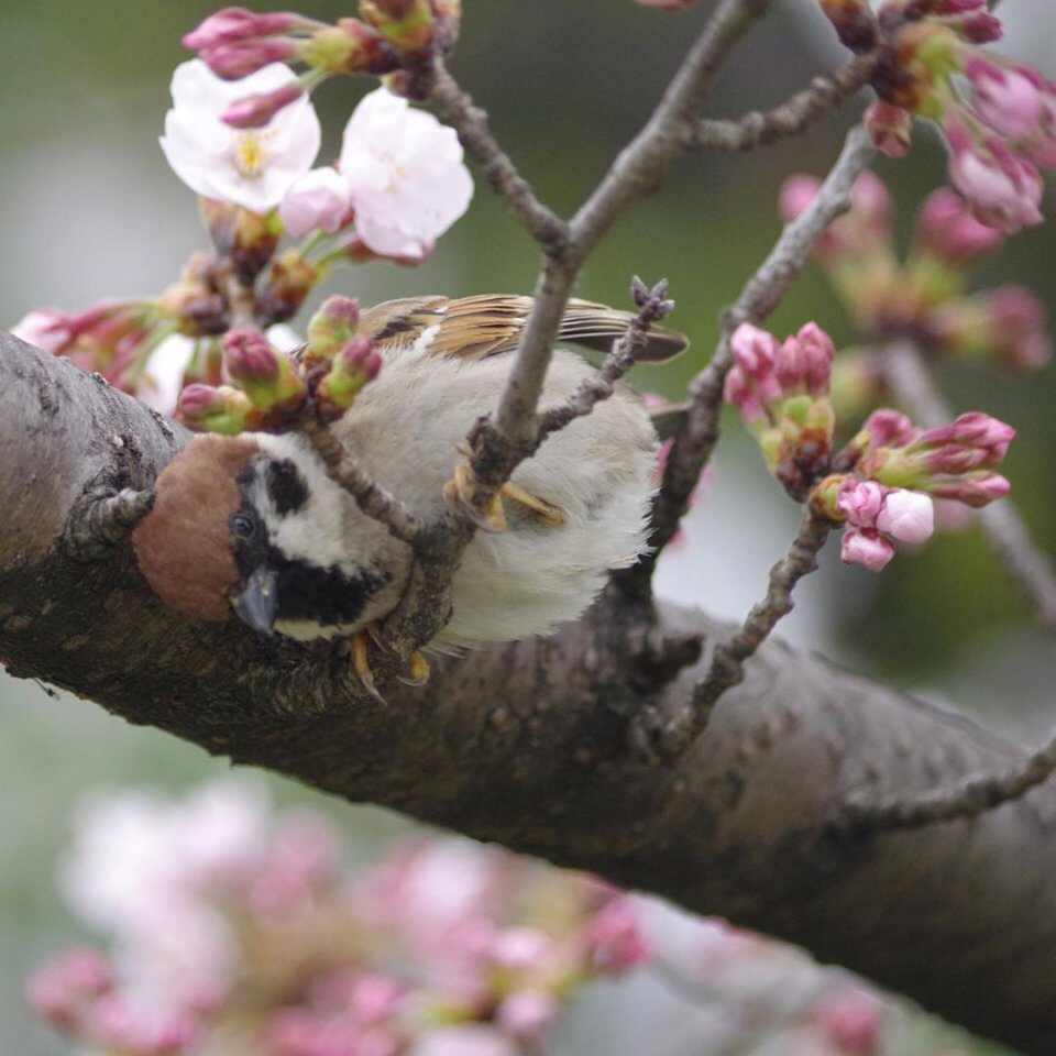 Весенние обои, фото 9 Весенние обои, фото 9