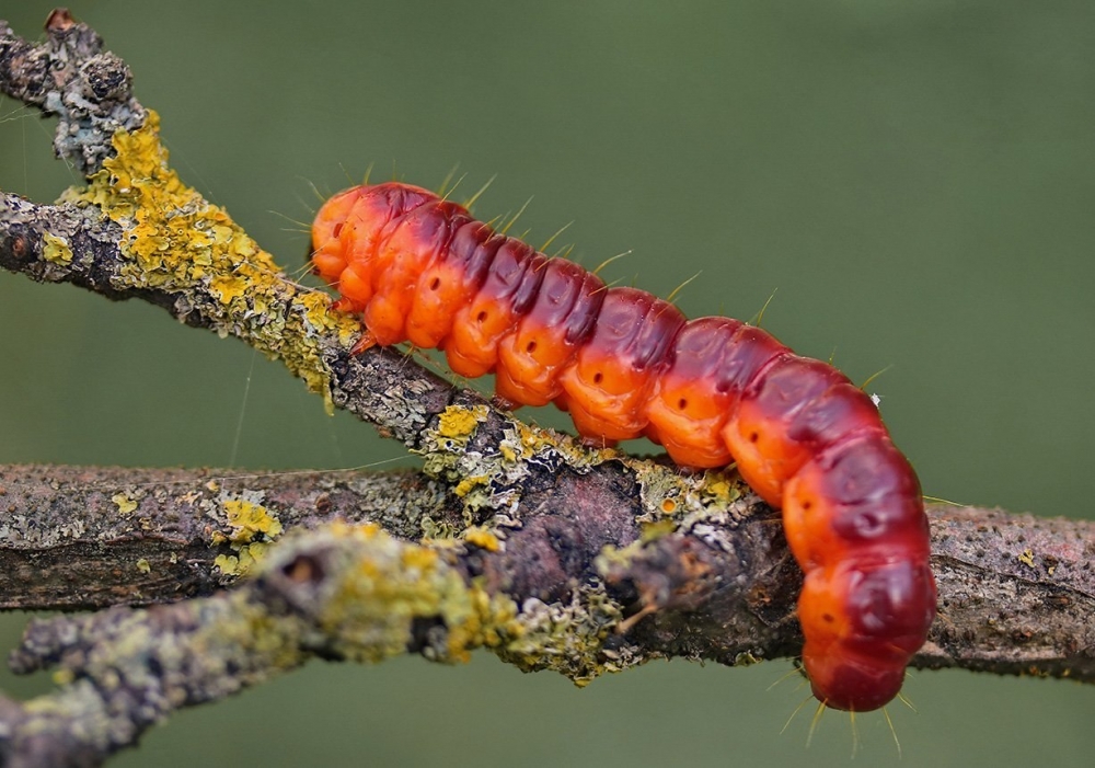 Гусеницы-модницы, фото 6 Гусеницы-модницы, фото 6