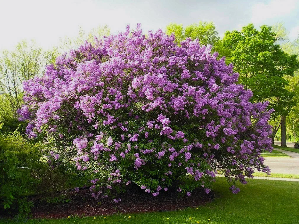 Прекрасная сирень, фото 5 Прекрасная сирень, фото 5