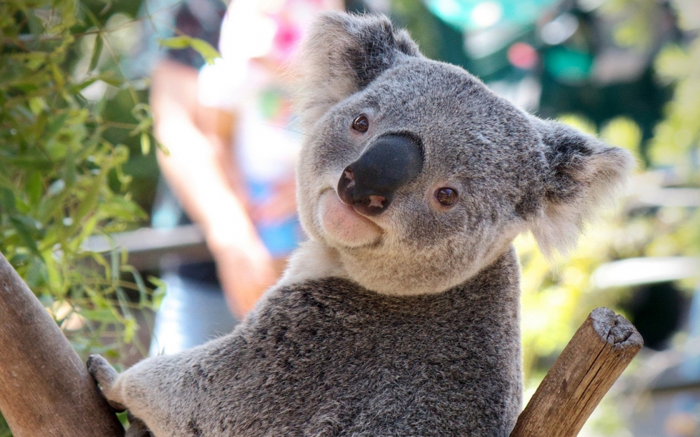 Коала - удивительная милашка!, фото 6 Коала - удивительная милашка!, фото 6