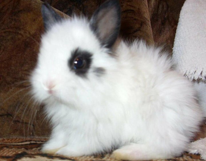 Декоративные кролики, фото 5 Декоративные кролики, фото 5