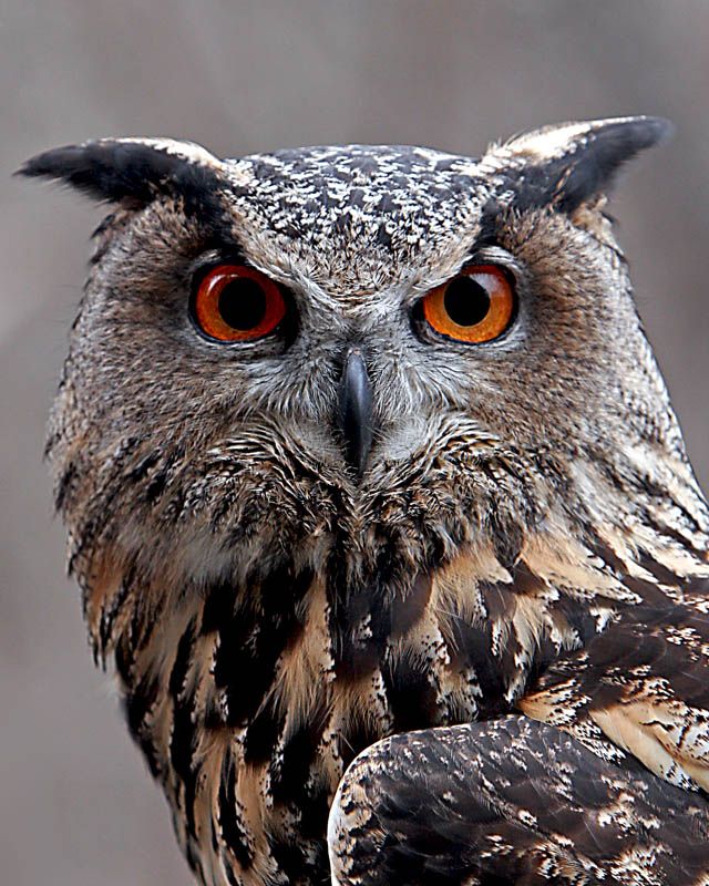 Совы... они такие... совы..., фото 6 Совы... они такие... совы..., фото 6