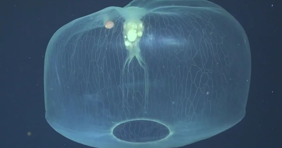 Удивительные медузы, фото 6