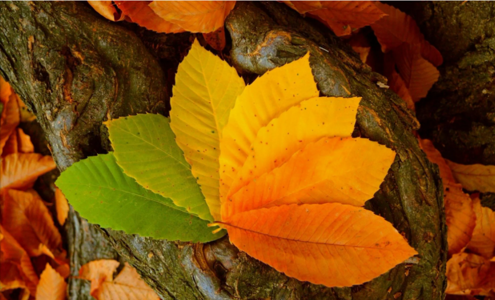 Листья золотой осени, фото 6 Листья золотой осени, фото 6