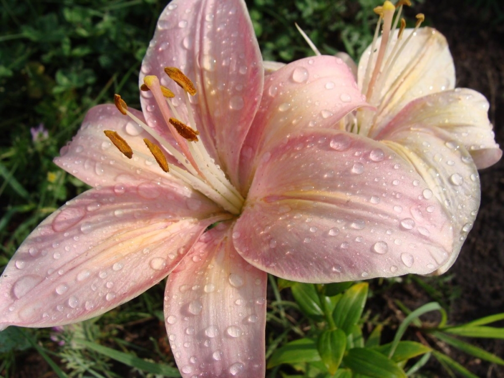 Лето в калейдоскопе ярких лилий., фото 9