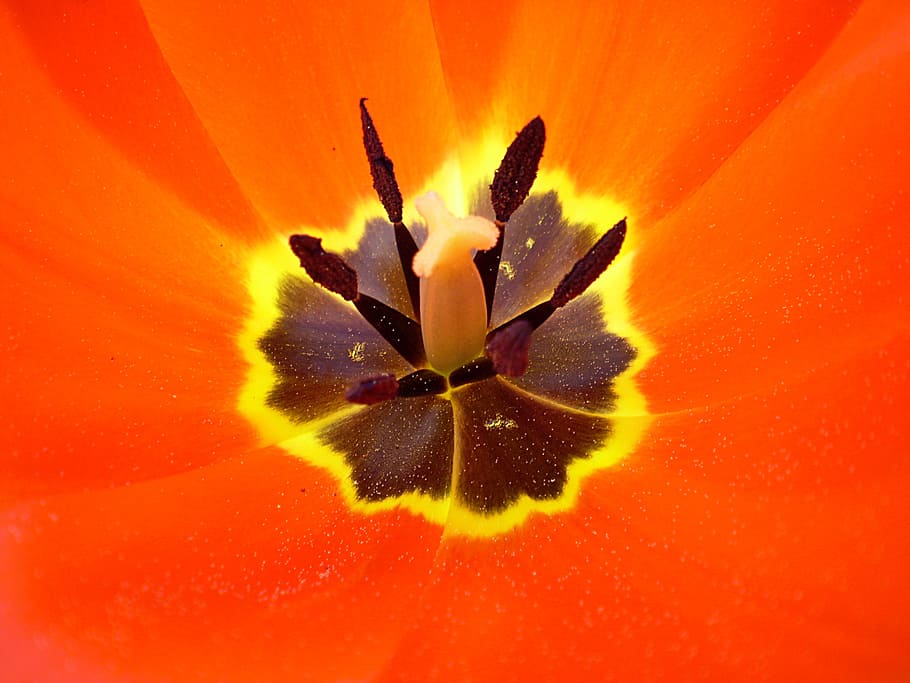 Оранжевое настроение. Яркие обои на рабочий стол., фото 6 Оранжевое настроение. Яркие обои на рабочий стол., фото 6
