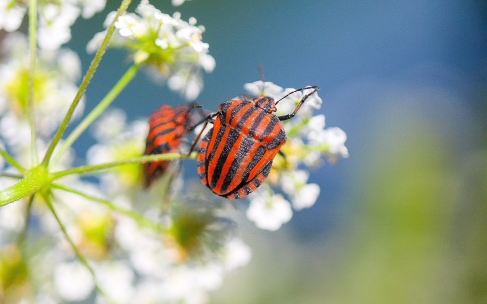 Обои макро (1), фото 7 Обои макро (1), фото 7