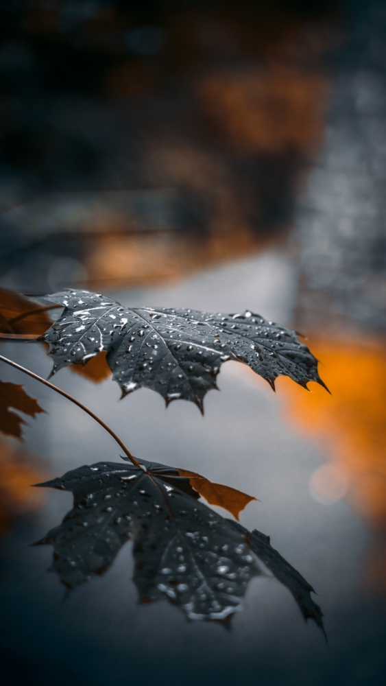 Макро обои для смартфона, фото 7 Макро обои для смартфона, фото 7