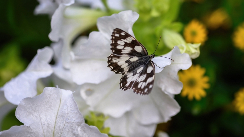 Обои насекомые (1), фото 7 Обои насекомые (1), фото 7