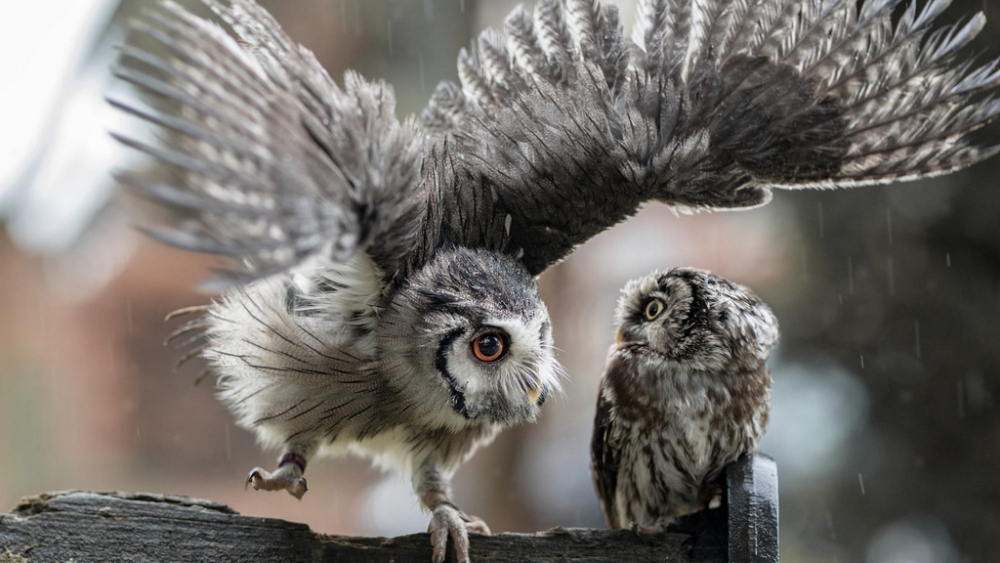 Обои птицы (2), фото 7 Обои птицы (2), фото 7