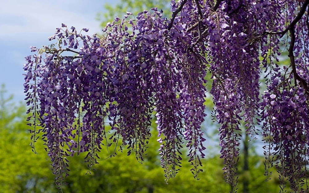 Невероятная глициния, фото 6