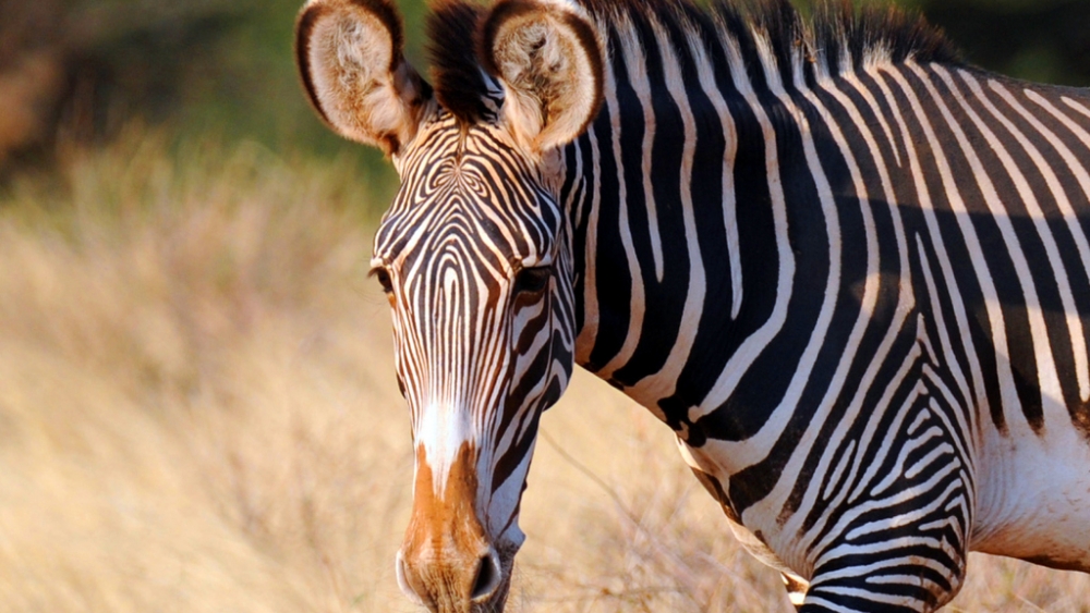 Обои лошади, фото 6 Обои лошади, фото 6