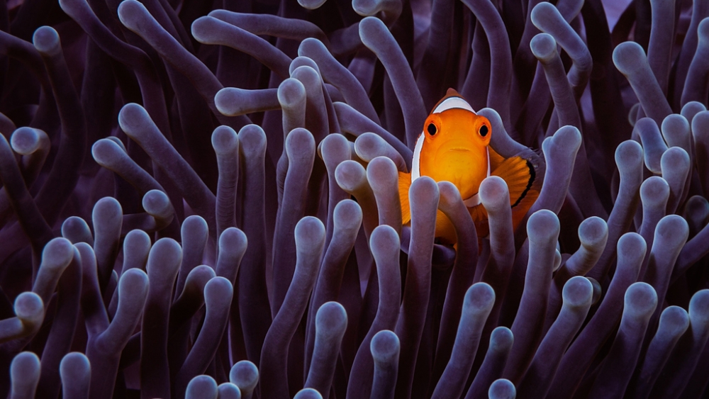 Обои мир моря (1), фото 6 Обои мир моря (1), фото 6