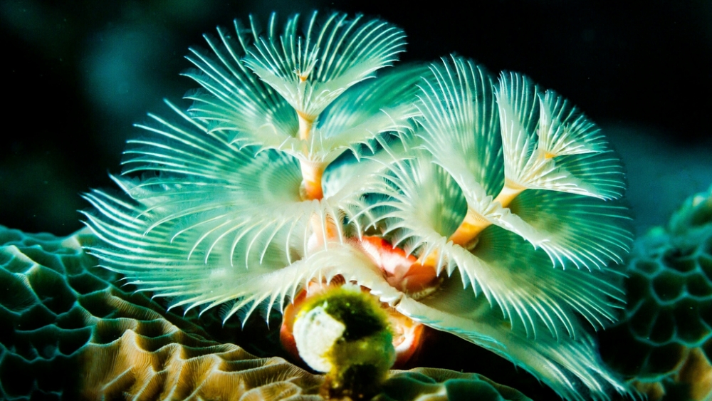 Обои мир моря (2), фото 6 Обои мир моря (2), фото 6