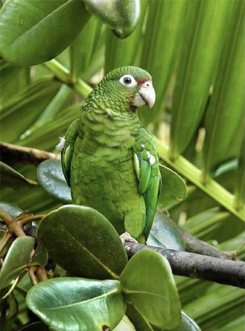 Обои с животными. Мир птиц: попугаи 🦜 , фото 3 Обои с животными. Мир птиц: попугаи 🦜 , фото 3