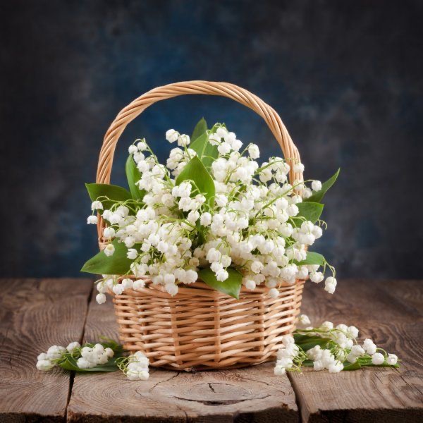 Обои с ландышами , фото 34 Обои с ландышами , фото 34