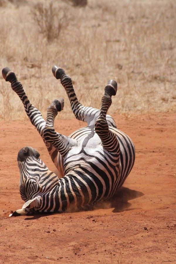 Обои в мире животных. Обои с зебрами, фото 16