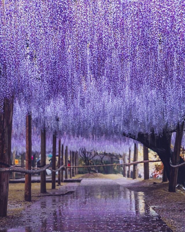 Весенние обои, фото 17 Весенние обои, фото 17