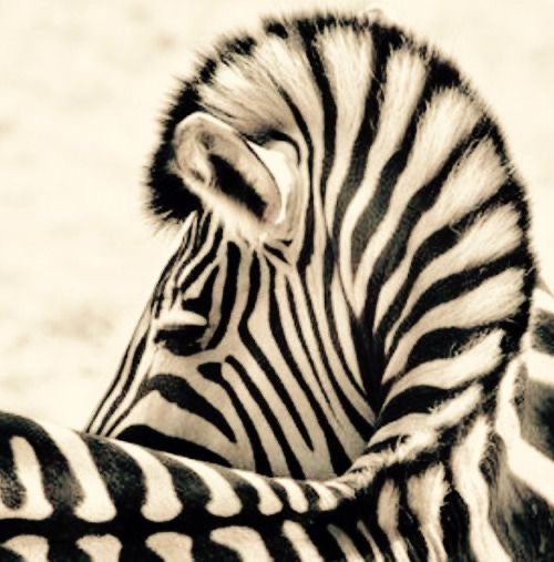 Обои в мире животных. Обои с зебрами, фото 3