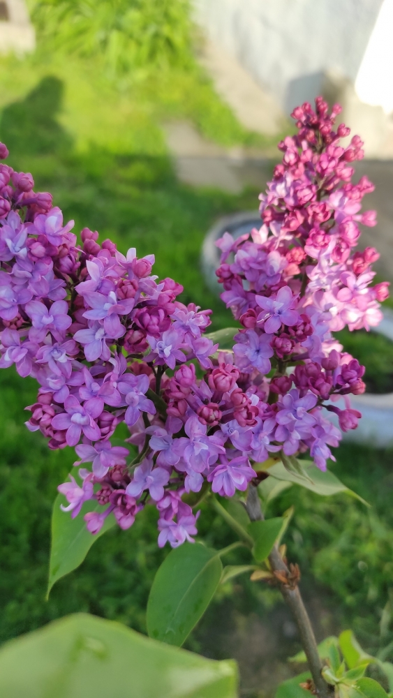 Обои с сиренью , фото 21