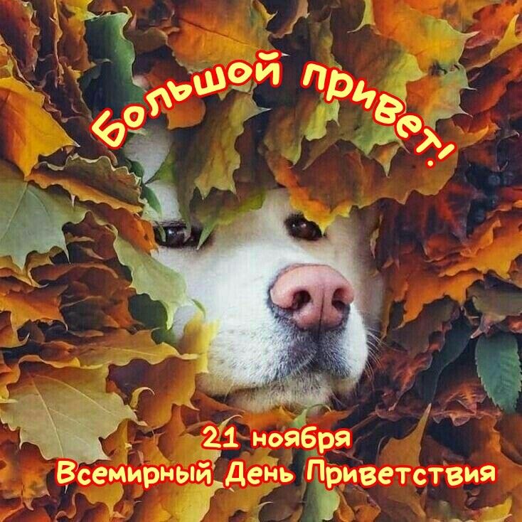 21 ноября. Всемирный день приветствий.