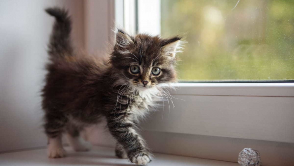 Обои милые котята , фото 23 Обои милые котята , фото 23