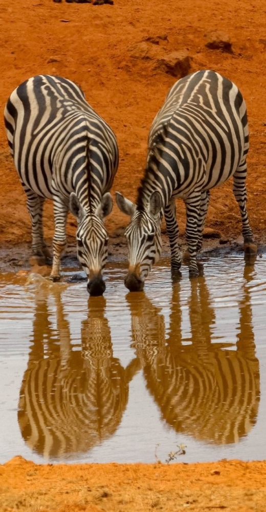 Обои в мире животных. Обои с зебрами, фото 13