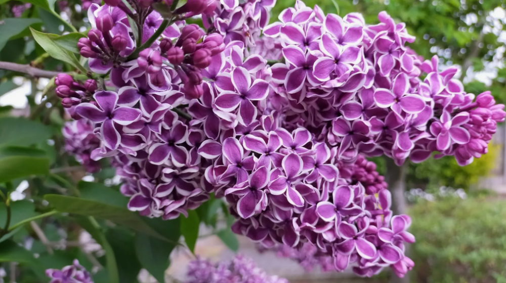 Прекрасная сирень, фото 6 Прекрасная сирень, фото 6