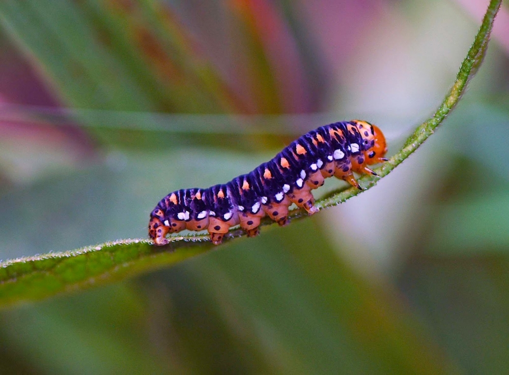 Гусеницы-модницы, фото 7 Гусеницы-модницы, фото 7