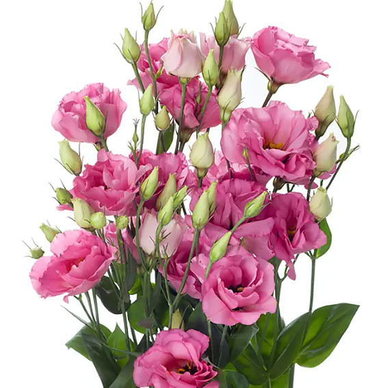 Красавица эустома, фото 7