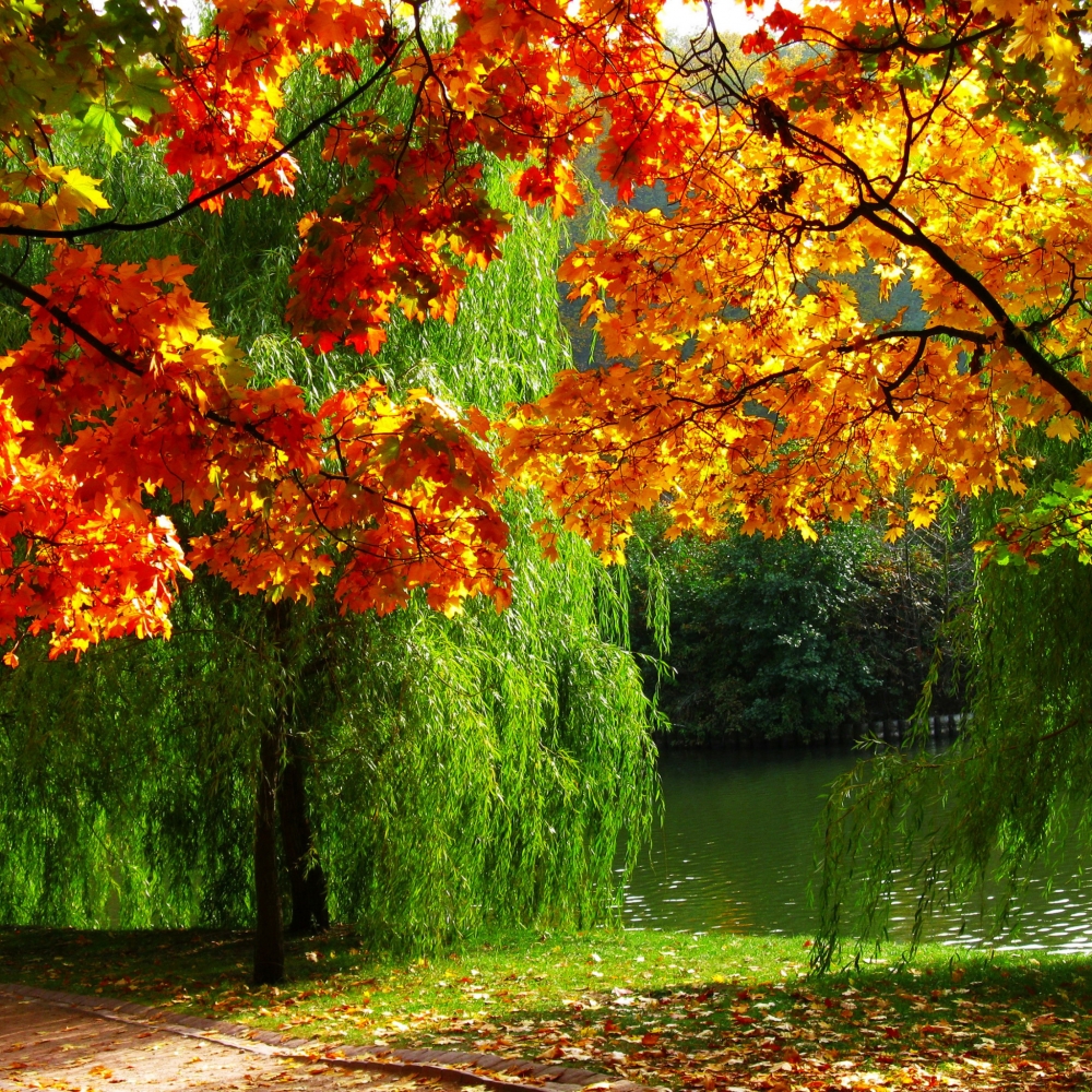 Осень золотая..., фото 6 Осень золотая..., фото 6