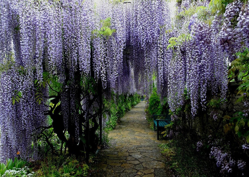 Невероятная глициния, фото 7