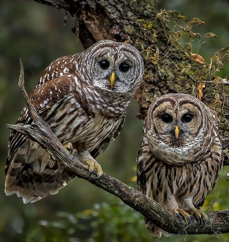 Совы... они такие... совы..., фото 7 Совы... они такие... совы..., фото 7