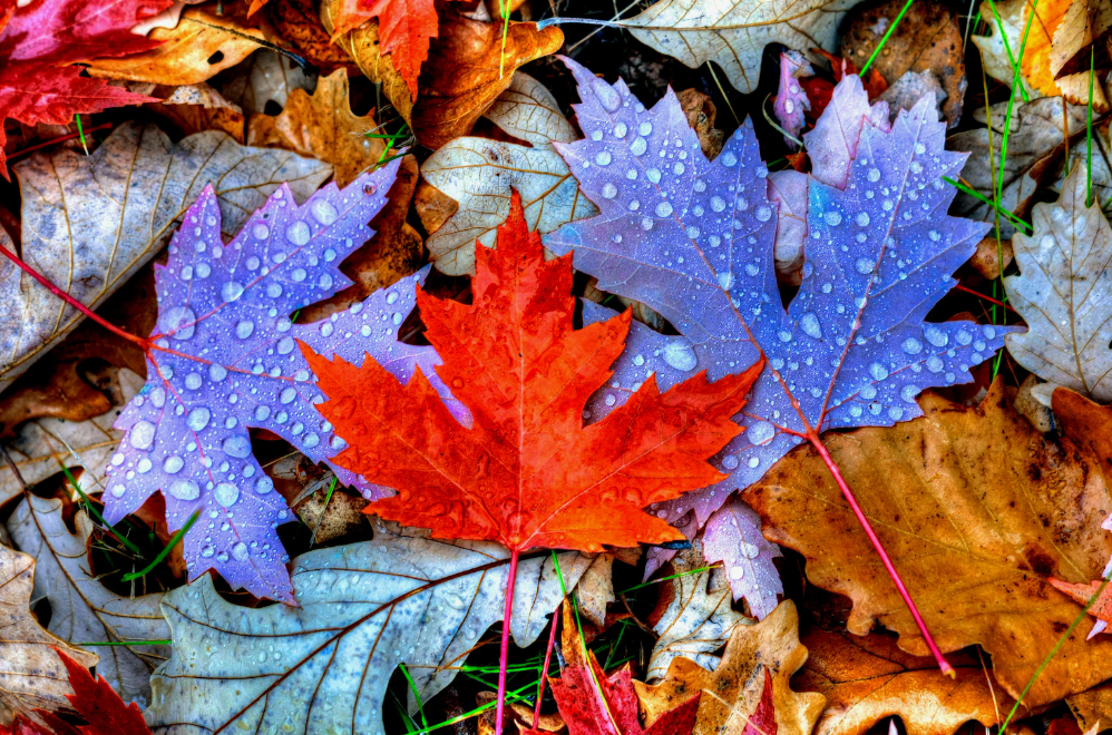 Листья золотой осени, фото 7 Листья золотой осени, фото 7
