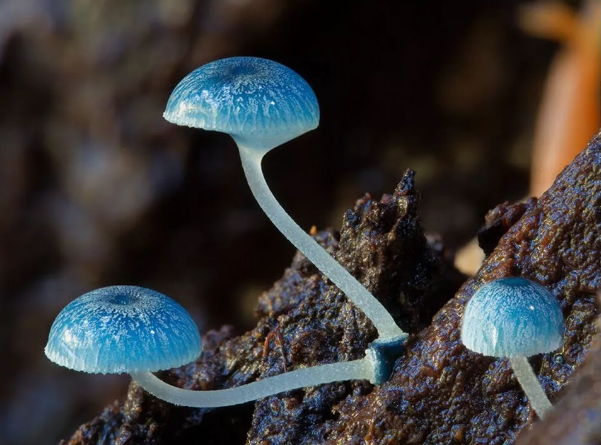 Удивительные грибы, фото 7 Удивительные грибы, фото 7