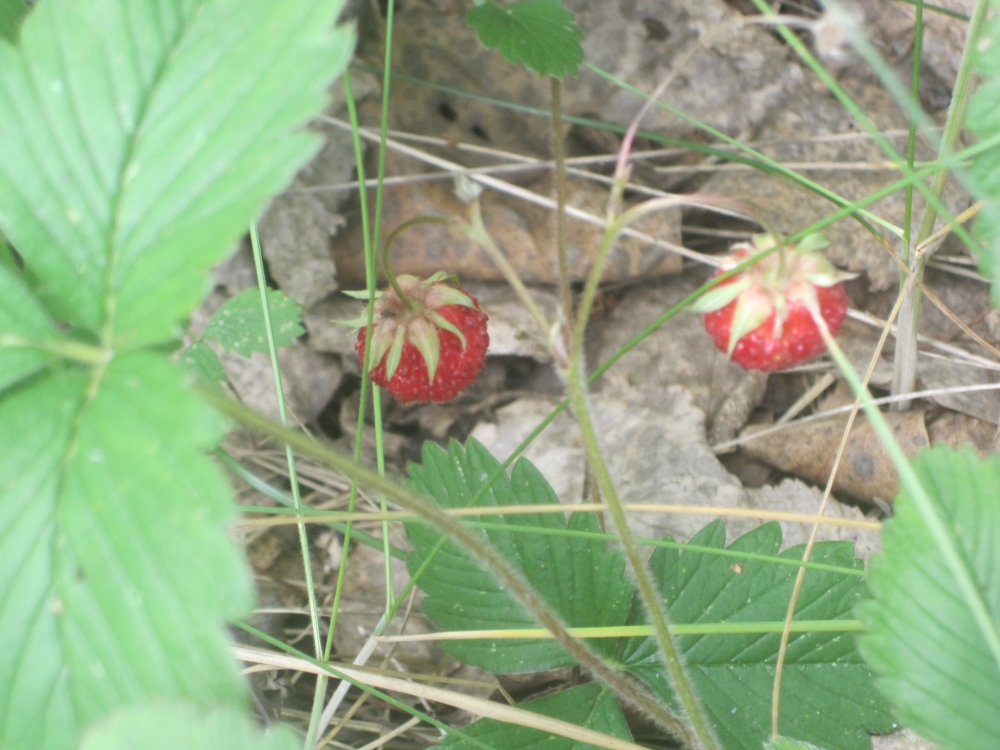 Свидание с природой, фото 8 Свидание с природой, фото 8