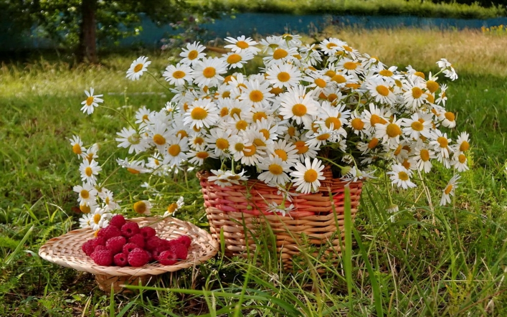 Ромашки в природе, в вазах, корзинках - много фото, фото 7 Ромашки в природе, в вазах, корзинках - много фото, фото 7