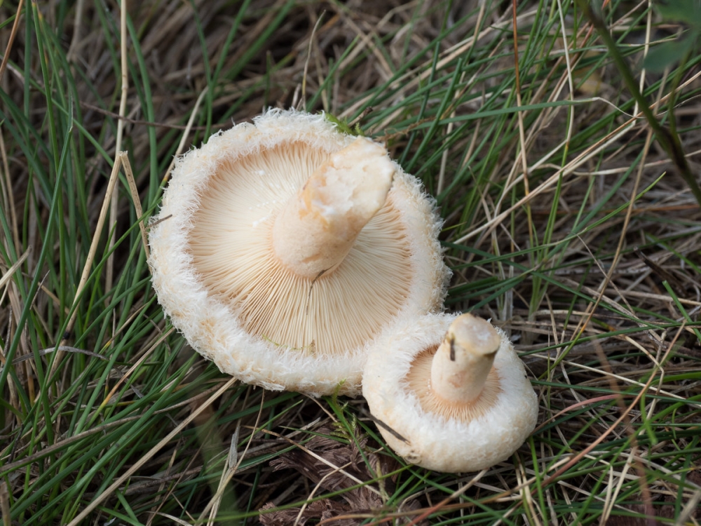 Тихая охота, фото 7 Тихая охота, фото 7