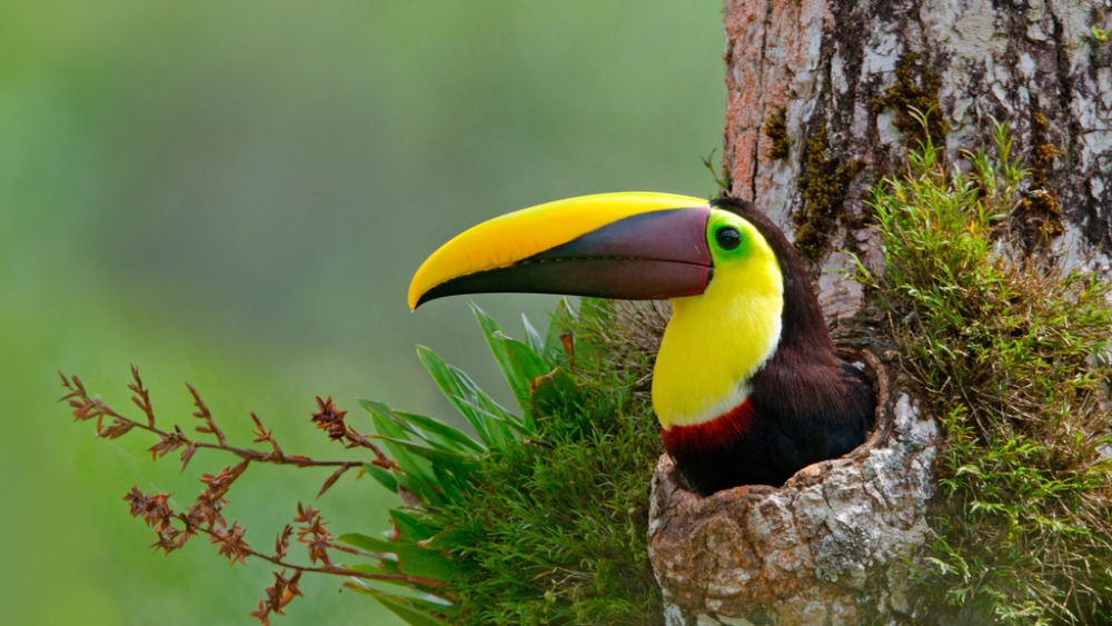 Обои птицы (1), фото 7 Обои птицы (1), фото 7