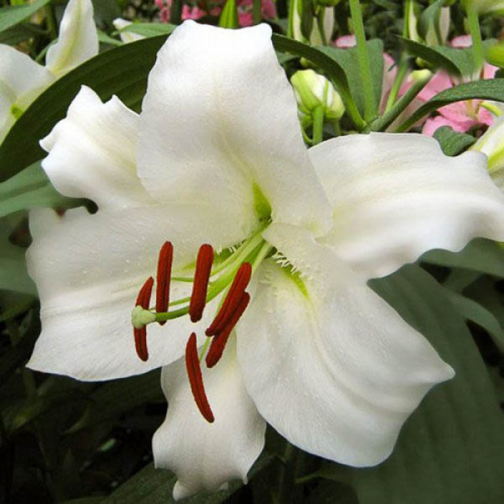 Лето в калейдоскопе ярких лилий., фото 10