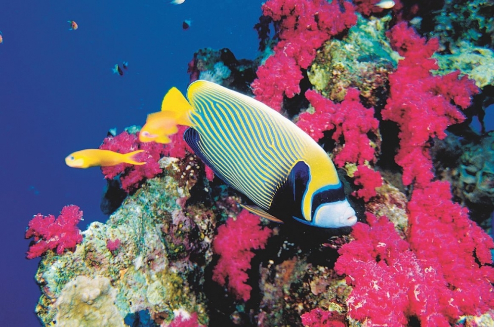 Удивительный мир Красного моря, фото 8