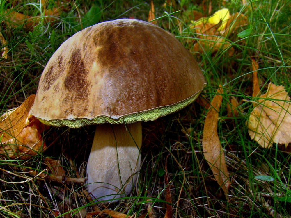 Обои с грибами, фото 8 Обои с грибами, фото 8