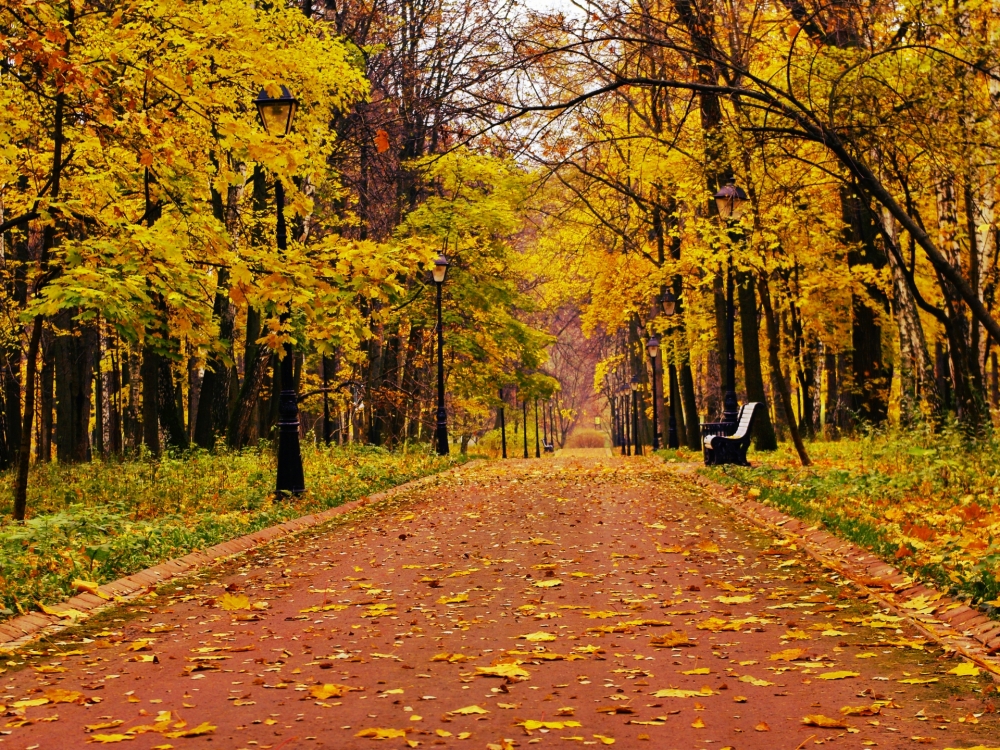 Осенние обои, фото 8 Осенние обои, фото 8