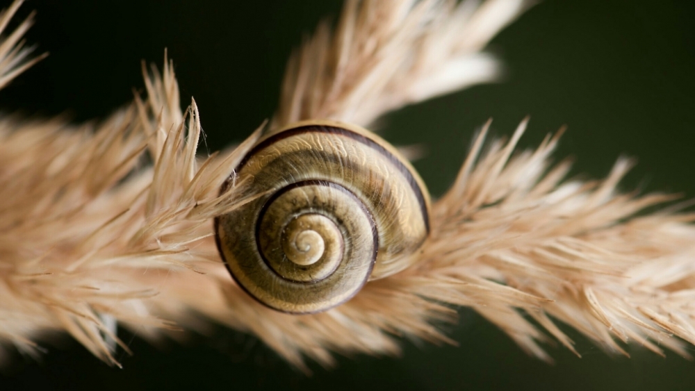 Обои макро (1), фото 8 Обои макро (1), фото 8