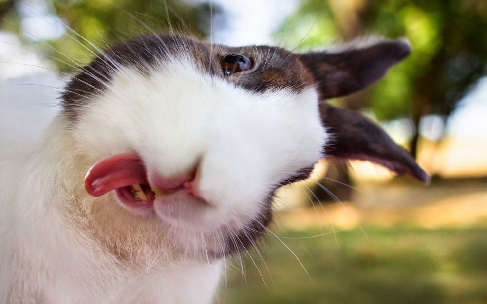 Фото смешных животных, фото 7 Фото смешных животных, фото 7