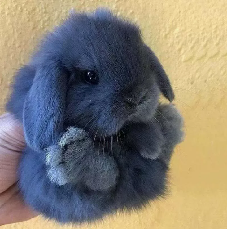 Декоративные кролики, фото 6 Декоративные кролики, фото 6