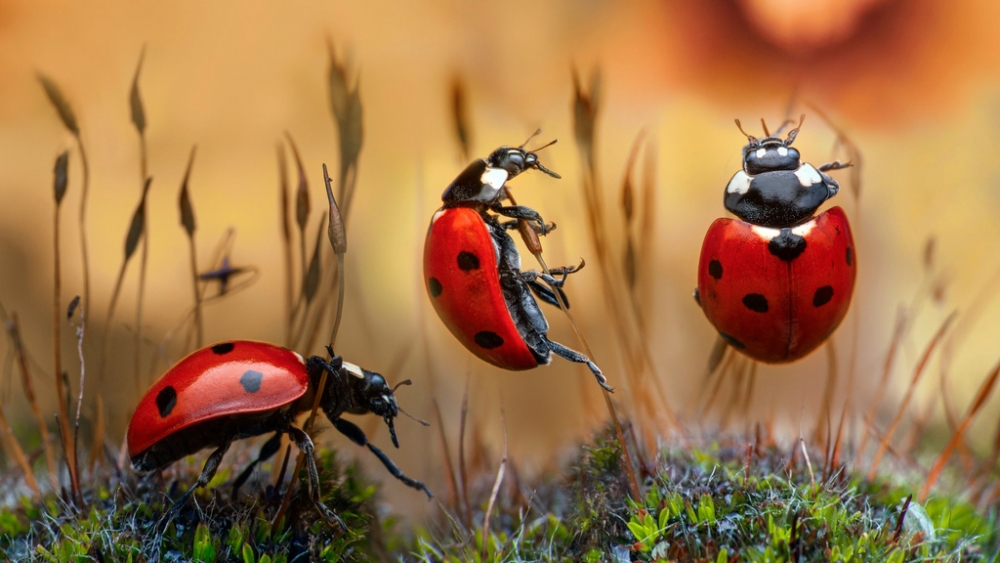 Обои насекомые (1), фото 8 Обои насекомые (1), фото 8